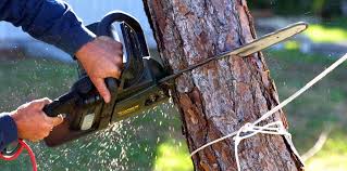 Best Arborist Consultation Services  in Coolidge, AZ