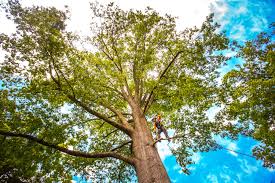 Best Commercial Tree Services  in Coolidge, AZ