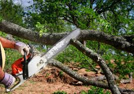 Best Fruit Tree Pruning  in Coolidge, AZ